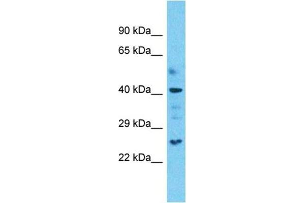 OLFML3 抗体  (N-Term)
