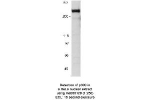 Image no. 2 for anti-E1A Binding Protein P300 (EP300) (AA 1572-2371) antibody (ABIN363282)