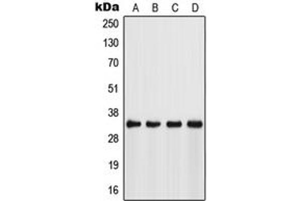 FSBP antibody  (Center)