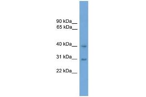 Image no. 1 for anti-Mitogen-Activated Protein Kinase 13 (MAPK13) (Middle Region) antibody (ABIN2786702)