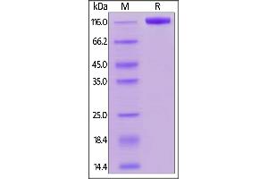 Image no. 2 for CD22 Molecule (CD22) (AA 20-687) protein (Fc Tag,AVI tag,Biotin) (ABIN5954979)