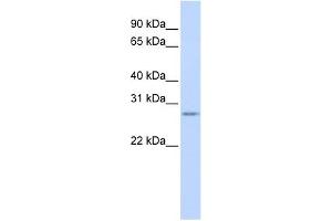 Image no. 1 for anti-Vasohibin 1 (VASH1) (N-Term) antibody (ABIN630629)