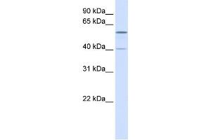 Image no. 1 for anti-Tripartite Motif Containing 49 (TRIM49) (N-Term) antibody (ABIN2774767)