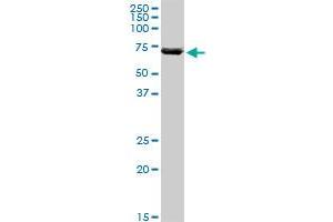 Image no. 3 for anti-ATPase Family, AAA Domain Containing 3A (ATAD3A) (AA 1-586) antibody (ABIN527421)