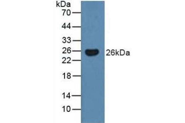 BMF antibody  (AA 1-181)