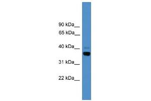 Image no. 1 for anti-Activating Transcription Factor 4 (Tax-Responsive Enhancer Element B67) (ATF4) (N-Term) antibody (ABIN2780377)