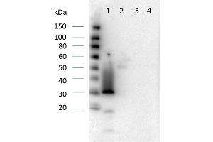 Image no. 11 for anti-Red Fluorescent Protein (RFP) antibody (ABIN129578)