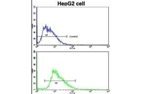 LAMB2 antibody  (C-Term)