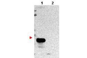 Western blot using  protein A purified anti-TMBIM1 antibody shows detection of exogenous TMBIM1 in lysates from HeLa cells transfected with pcDNA3-hTMBIM1 (lane 1).