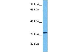 Image no. 2 for anti-RNA Binding Motif Protein 7 (RBM7) (Middle Region) antibody (ABIN2779094)