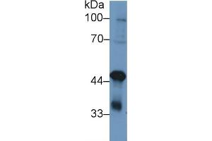 TARDBP Antikörper  (AA 104-262)
