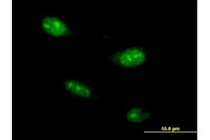 Image no. 2 for anti-Transmembrane Protein 8B (TMEM8B) (AA 1-257) antibody (ABIN526914)