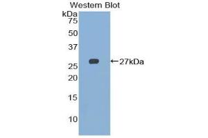 2B4 Antikörper  (AA 20-221)