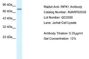 Image no. 2 for anti-Receptor (TNFRSF)-Interacting serine-threonine Kinase 1 (RIPK1) (Middle Region) antibody (ABIN2792131)