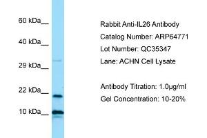 Image no. 1 for anti-Interleukin 26 (IL26) (N-Term) antibody (ABIN2774408)