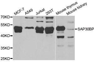 Image no. 1 for anti-SAP30 Binding Protein (SAP30BP) antibody (ABIN2559819)
