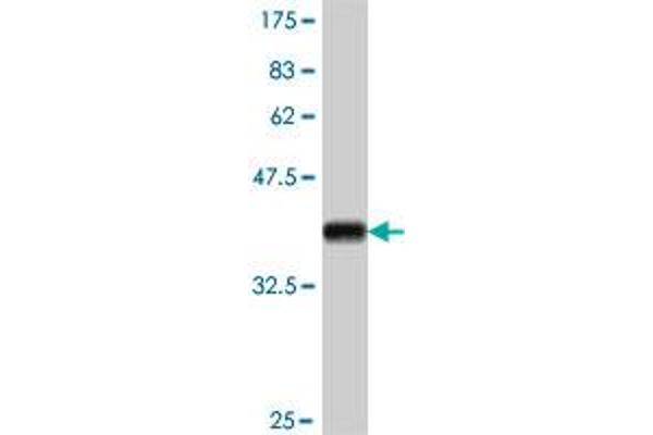 MEFV antibody  (AA 1-110)