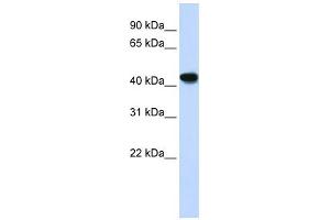 Image no. 1 for anti-Alcohol Dehydrogenase 1B (Class I), beta Polypeptide (ADH1B) (N-Term) antibody (ABIN2776991)