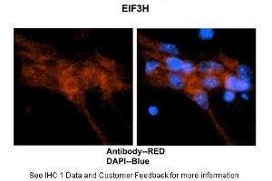 Image no. 3 for anti-Eukaryotic Translation Initiation Factor 3 Subunit H (EIF3H) (N-Term) antibody (ABIN2784203)