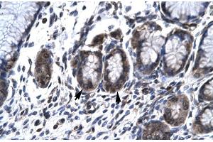 Image no. 4 for anti-Hematopoietic Cell-Specific Lyn Substrate 1 (HCLS1) (N-Term) antibody (ABIN2777503)