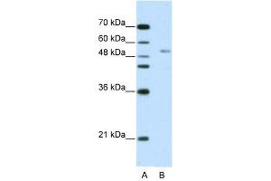 Image no. 1 for anti-G-Rich RNA Sequence Binding Factor 1 (GRSF1) (N-Term) antibody (ABIN629949)