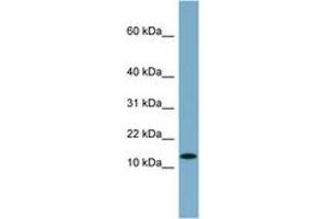 Image no. 1 for anti-Ribosomal Protein S27L (RPS27L) (N-Term) antibody (ABIN6741937)