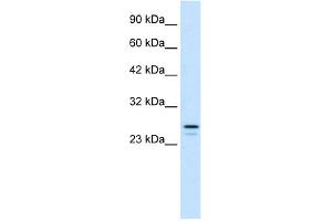Image no. 1 for anti-Ring Finger Protein 2 (RNF2) (Middle Region) antibody (ABIN2775705)