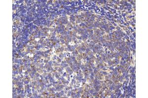 Immunohistochemistry analysis of paraffin-embedded rat lymph using CD284 Polyclonal Antibody at dilution of 1:1000.