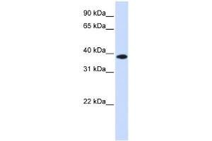 Image no. 1 for anti-Glycerol-3-Phosphate Dehydrogenase 1-Like (GPD1L) (Middle Region) antibody (ABIN2786083)