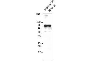 SARS-CoV-2 NSP5 (3CL-Pro) antibody  (N-Term)