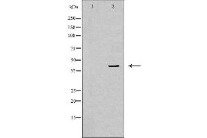 Image no. 3 for anti-Mitogen-Activated Protein Kinase 1 (MAPK1) (N-Term) antibody (ABIN6254915)