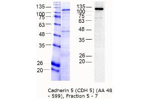 Image no. 2 for Cadherin 5 (CDH5) (AA 48-599) protein (MBP tag) (ABIN3090342)