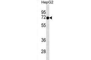 Image no. 2 for anti-Forkhead Box N3 (FOXN3) antibody (ABIN3000811)