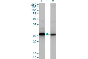 HMGB2 anticorps  (AA 1-195)