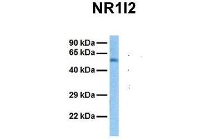 Image no. 2 for anti-Nuclear Receptor Subfamily 1, Group I, Member 2 (NR1I2) (N-Term) antibody (ABIN2778416)