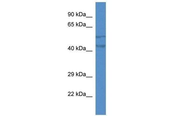 TMEM102 antibody  (N-Term)