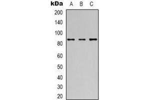 Image no. 2 for anti-Solute Carrier Family 22 (Organic Cation Transporter), Member 1 (SLC22A1) antibody (ABIN2852661)