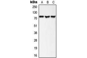 Image no. 1 for anti-A Kinase (PRKA) Anchor Protein 10 (AKAP10) (N-Term) antibody (ABIN2707316)