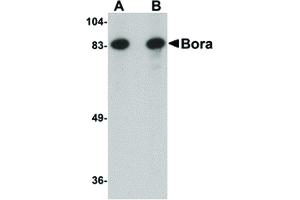 Image no. 1 for anti-Protein Aurora Borealis (BORA) (N-Term) antibody (ABIN6656972)