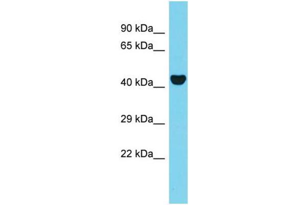 anti-Chromosome 20 Open Reading Frame 4 (C20orf4) (N-Term) antibody