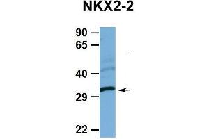 Image no. 2 for anti-NK2 Homeobox 2 (Nkx2-2) (N-Term) antibody (ABIN2780436)