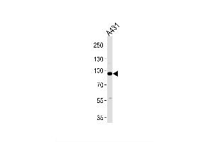 Image no. 1 for anti-Complement Component 1, S Subcomponent (C1S) antibody (ABIN1944822)