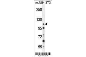 Image no. 1 for anti-Nucleoporin 107kDa (NUP107) (AA 398-425) antibody (ABIN655732)