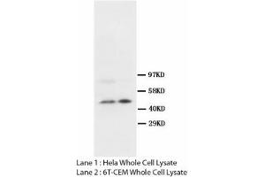 Image no. 2 for anti-S-Phase Kinase-Associated Protein 2 (SKP2) (N-Term) antibody (ABIN1495043)