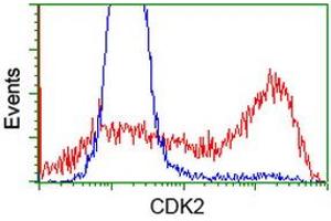 Image no. 3 for anti-Cyclin-Dependent Kinase 2 (CDK2) antibody (ABIN1497399)