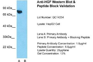 Image no. 3 for anti-Hepatocyte Growth Factor (Hepapoietin A, Scatter Factor) (HGF) (N-Term) antibody (ABIN2781816)