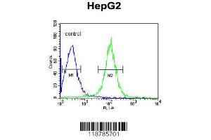 Image no. 2 for anti-Transmembrane Protease, serine 2 (TMPRSS2) (AA 314-343) antibody (ABIN391564)