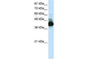 Image no. 1 for anti-Cleavage Stimulation Factor, 3' Pre-RNA, Subunit 3, 77kDa (CSTF3) (N-Term) antibody (ABIN2778767)