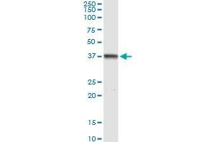 TALDO1 MaxPab rabbit polyclonal antibody.
