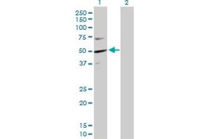 Western Blot analysis of KPTN expression in transfected 293T cell line by KPTN MaxPab polyclonal antibody.